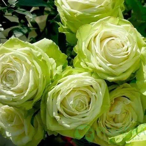 картинка Роза чайно-гибридная Грин Фешион 