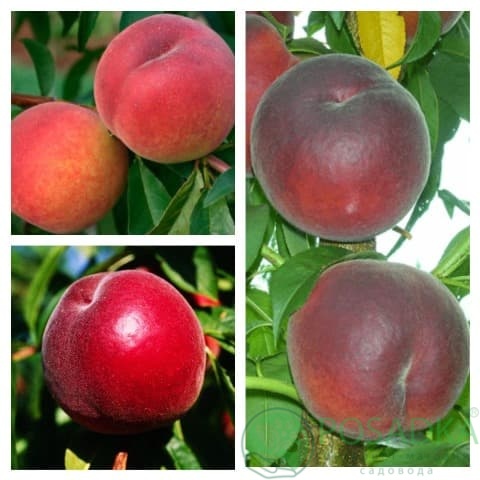 картинка Персик дерево сад (Роял Саммер, Ред Хевен, Шугар Тайм) 