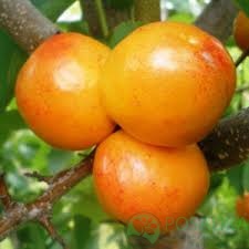 картинка Гибрид абрикоса Полиплоид 