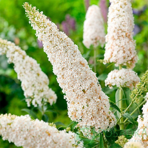 картинка Буддлея белая White ball 