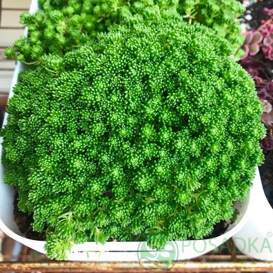 картинка Очиток (седум) Лидийский 