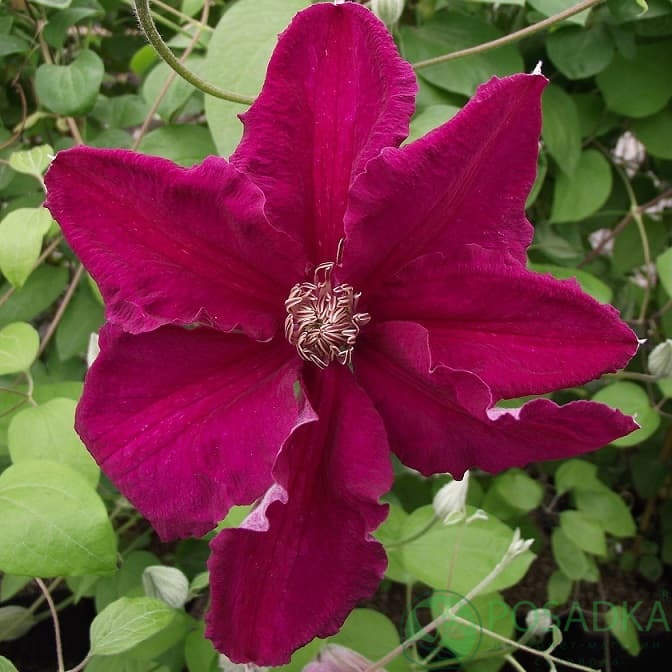 картинка Клематис Ernest Markham 