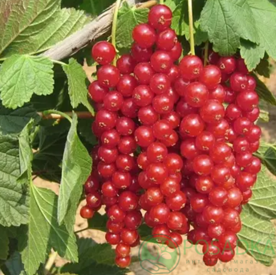 картинка Смородина красная Роднеус 