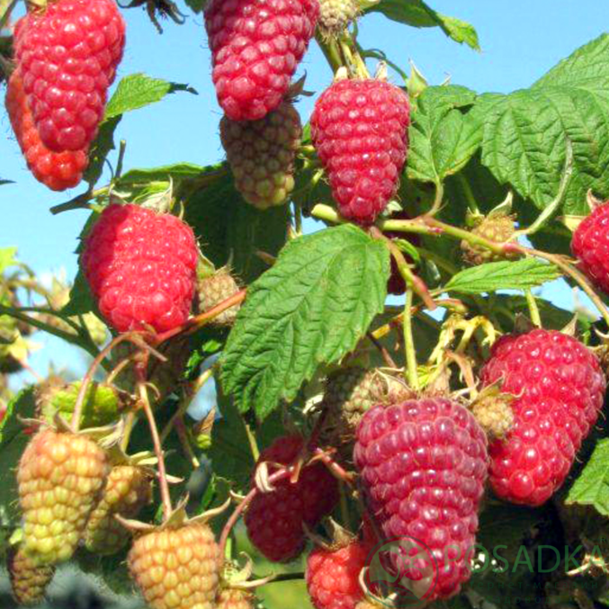 картинка Малина Поемат  картинка Малина Поемат