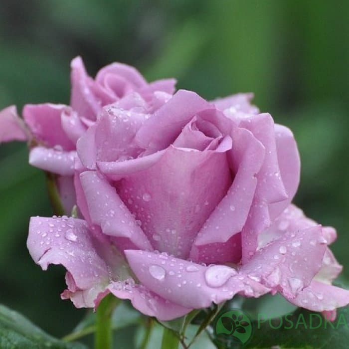 картинка Роза чайно-гибридная Кул Вотер 