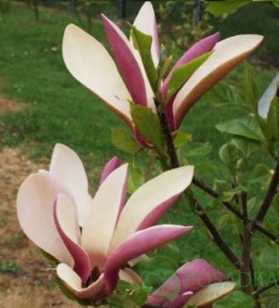 картинка Магнолия First Love 7.5л  картинка Магнолия First Love 7.5л