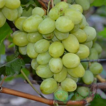 картинка Виноград Дарья 