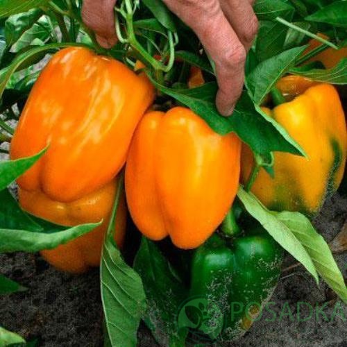 картинка Семена Перец Оранжевое чудо 0.2 г, Seedera 