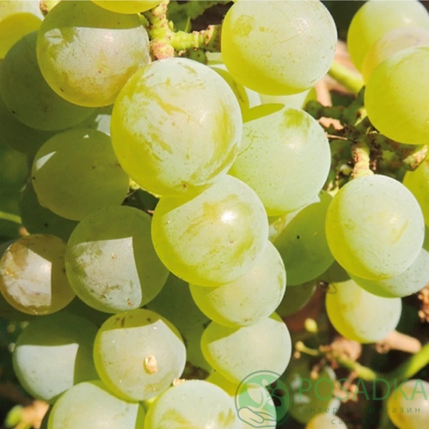картинка Виноград Солярис (винный) 