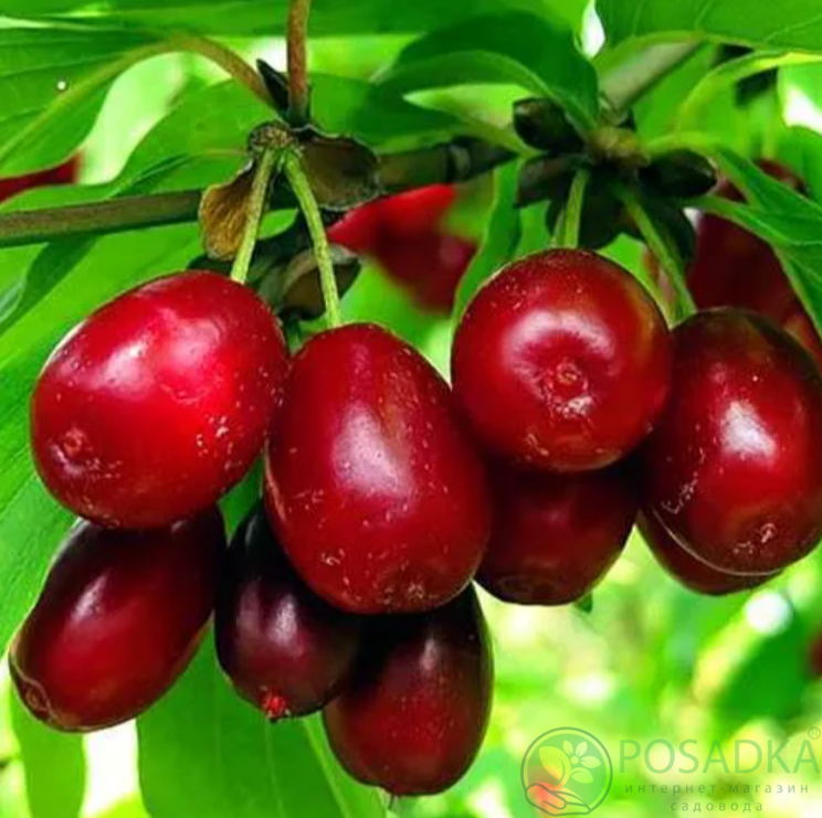 картинка Кизил Семён (2 роки) 