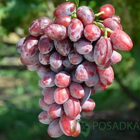 картинка Виноград Шакира 