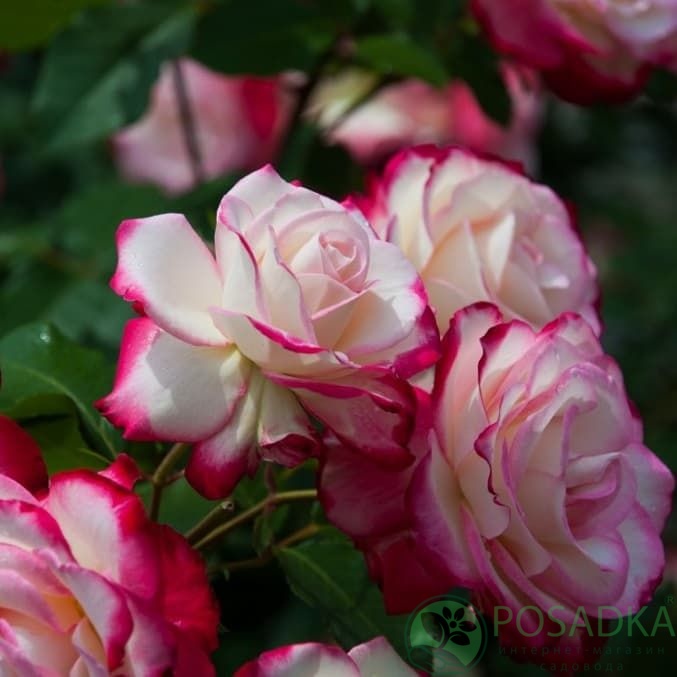 картинка Роза флорибунда Жюбиле дю Принц де Монако 