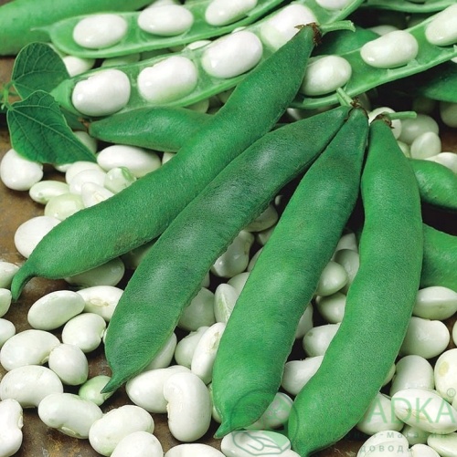 картинка Семена Фасоль Эурека, 20гр, SeedEra 