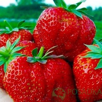 картинка Клубника Кисс Неллис (кассета) 