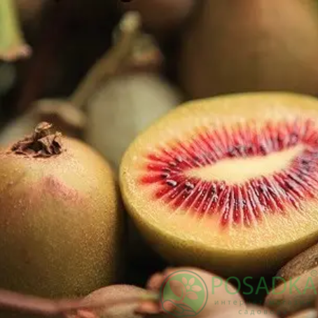 картинка Киви Zespri Red 2 года (красномясый) самоплодный С2 