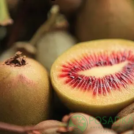 картинка Киви Zespri Red 2 года (красномясый) самоплодный 