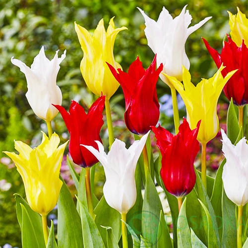 картинка Тюльпан Tres Chic Festival Mix (3 шт) р9 