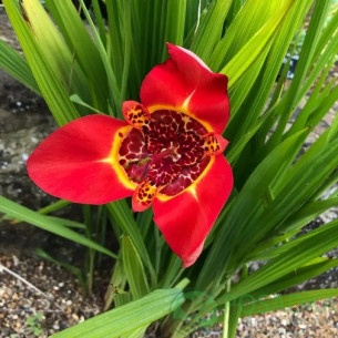 картинка Тигридия Speciosa 