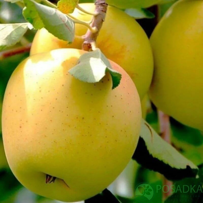 картинка Яблоня колоновидная Голден 