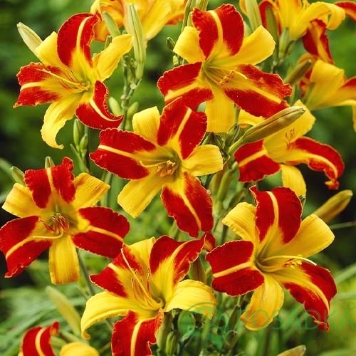 картинка Лилейник Frans Hals 