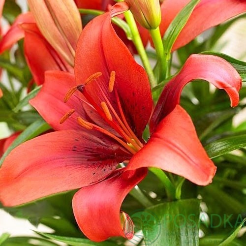 картинка Лилия Salinero 