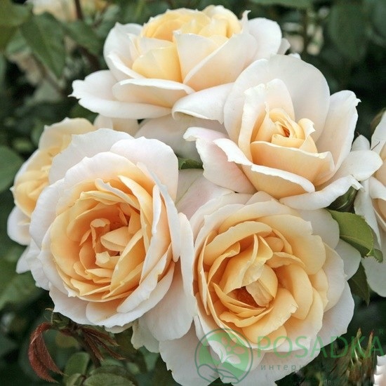 картинка Роза флорибунда Лайонс роуз (Lions Rose) 