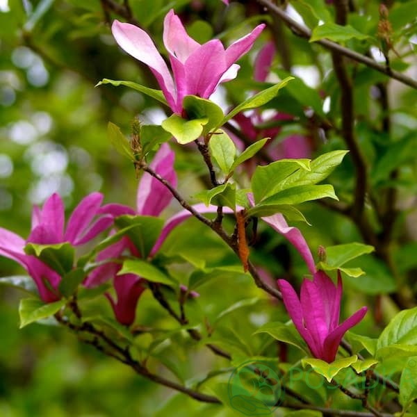 картинка Магнолия Сьюзан (Magnolia Susan) C 7,5 