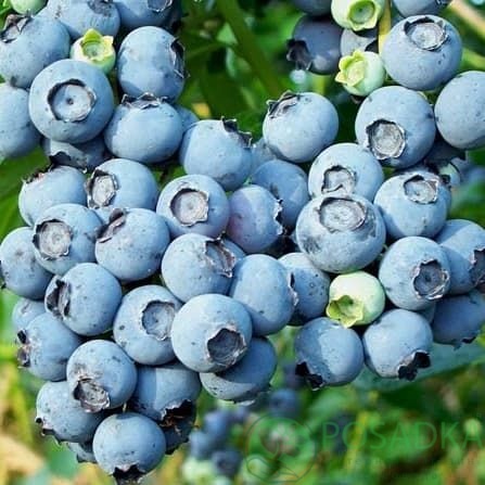 картинка Голубика 3 летняя Гурон (контейнер С2)  картинка Голубика 3 летняя Гурон (контейнер С2)