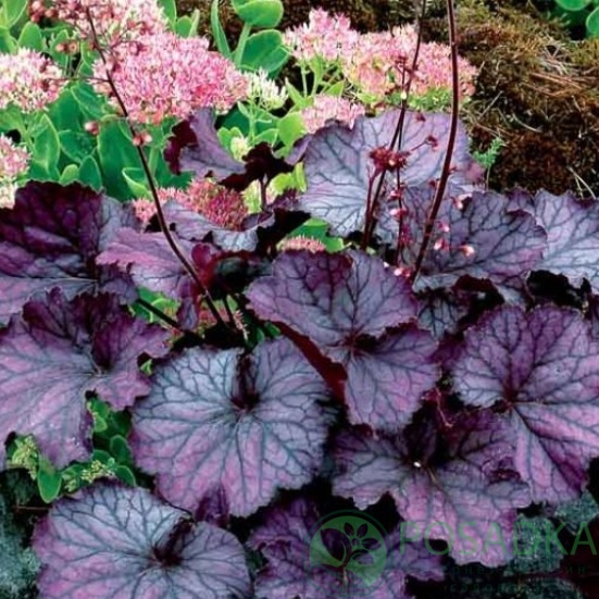 картинка Гейхера Northern Exposure Purple 
