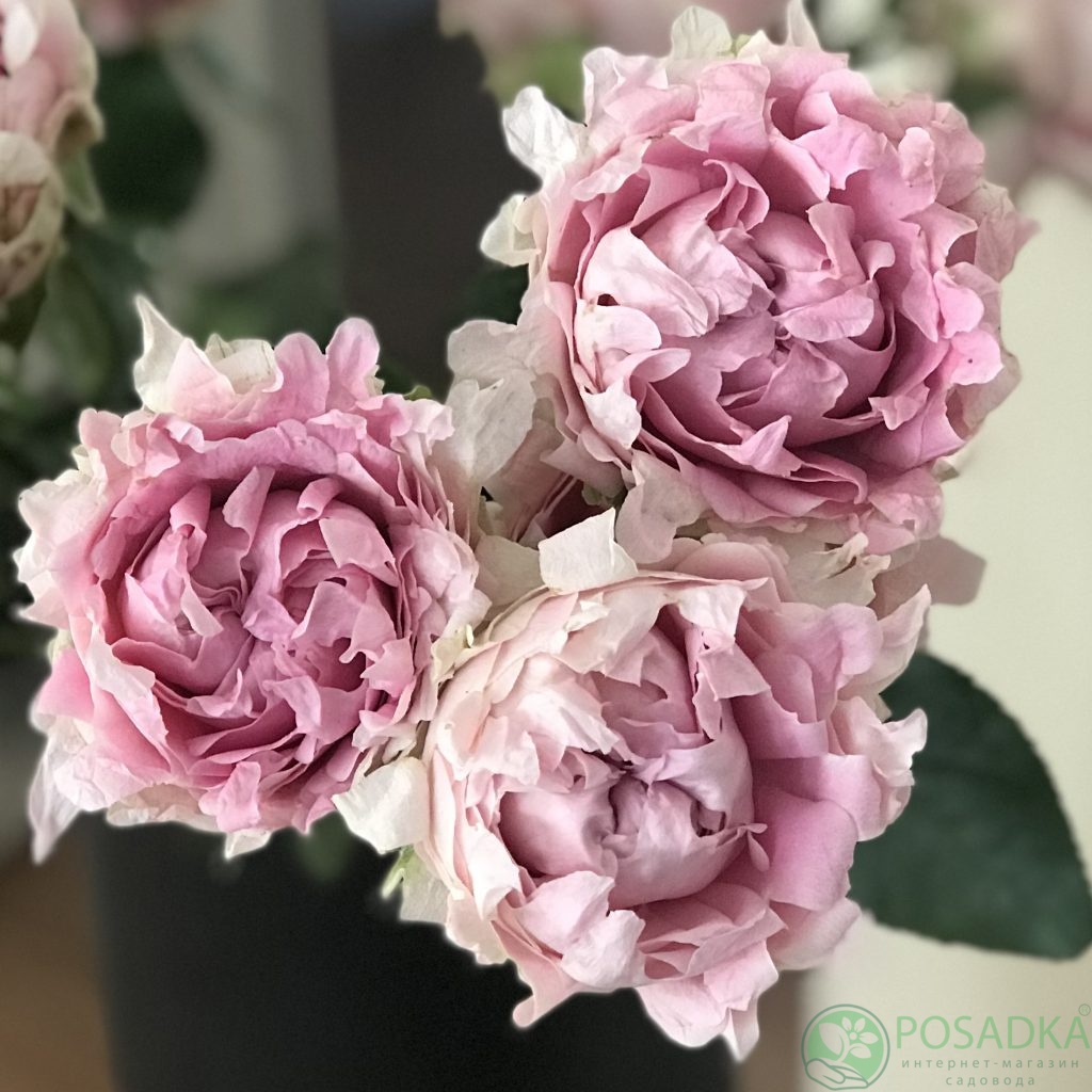 картинка Роза спрей Sweet Flow (Свит Флоу) С2 