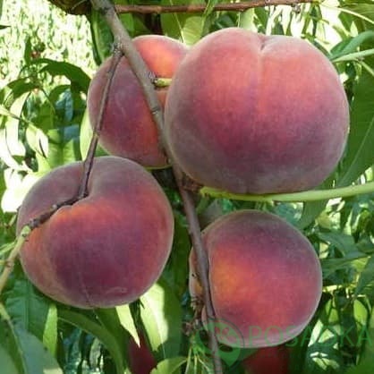 картинка Персик Роял Джим 