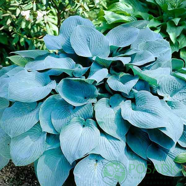 картинка Хоста Blue Angel картинка Хоста Blue Angel