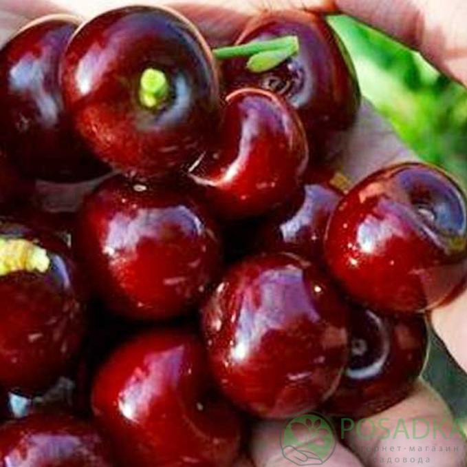 картинка Черешня Валерия 