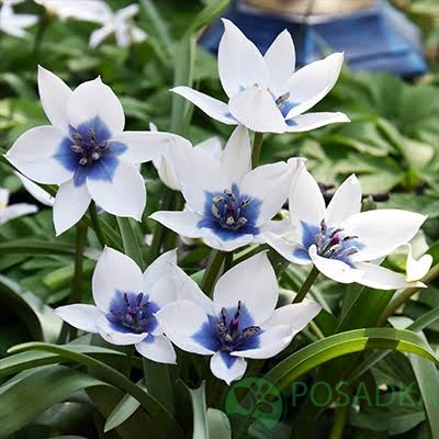 картинка Тюльпан Alba Coerulea Oculata 