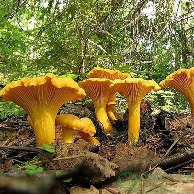 картинка Зарощенный грибной блок Лисички, 15 кг 