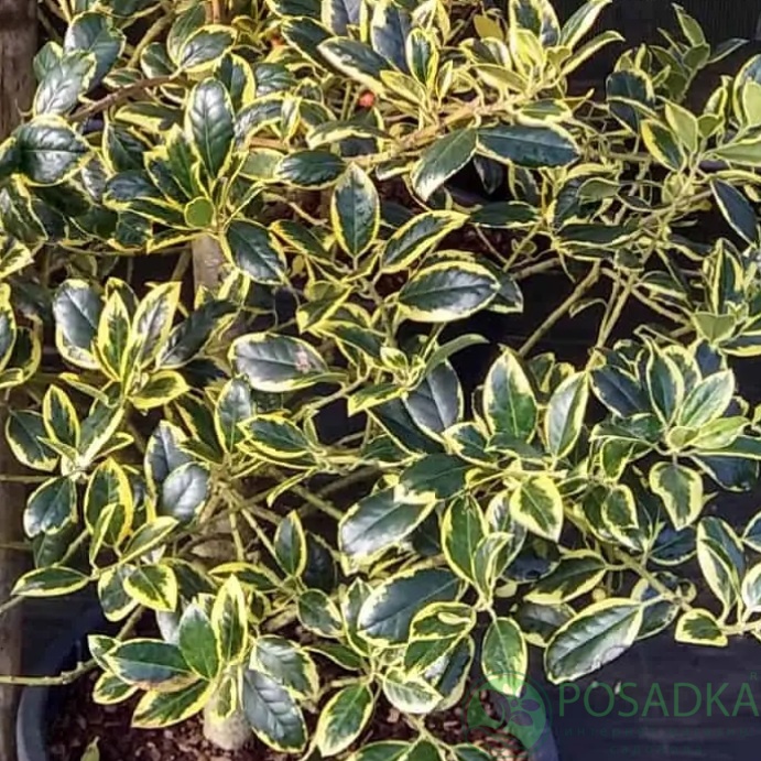 картинка Падуб Golden King 