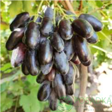 картинка Виноград Находка Калугина 