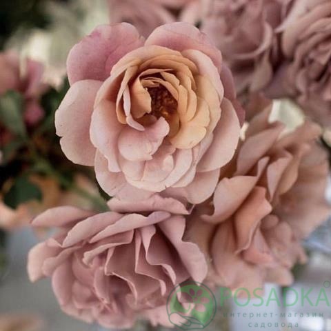 картинка Роза флорибунда Коко Локо 