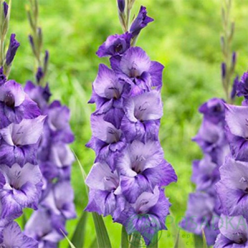 картинка Гладиолус Blue Isle 