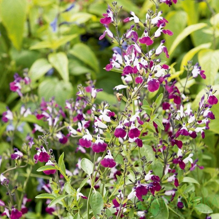 картинка Шалфей (Сальвия) Аметист (Amethyst Lips) 