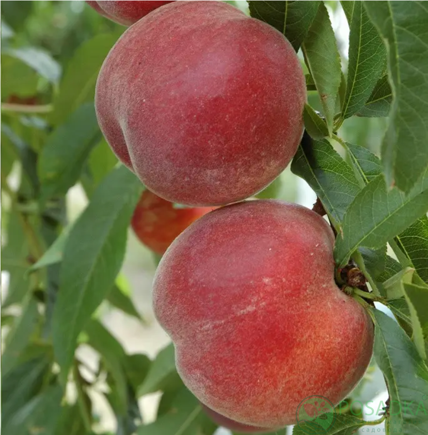 картинка Персик Кевина 