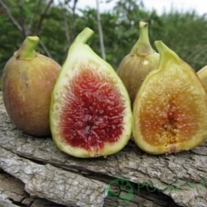 картинка Инжир Далматский 