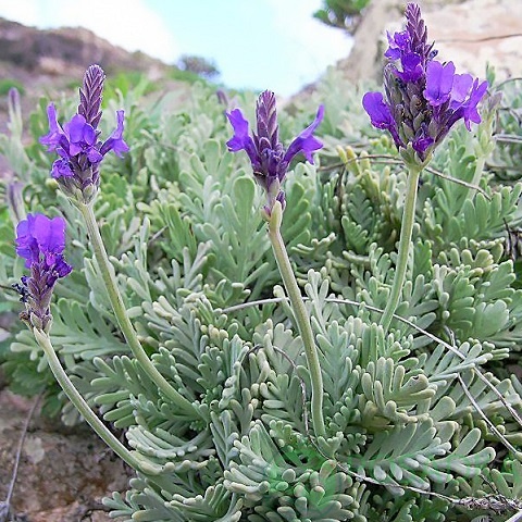 картинка Лаванда зубчатая Гудвин 