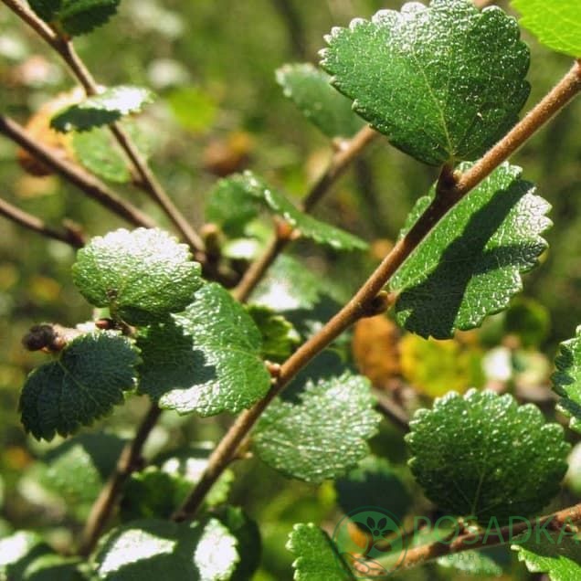 картинка Береза карликовая (Betula nana) 