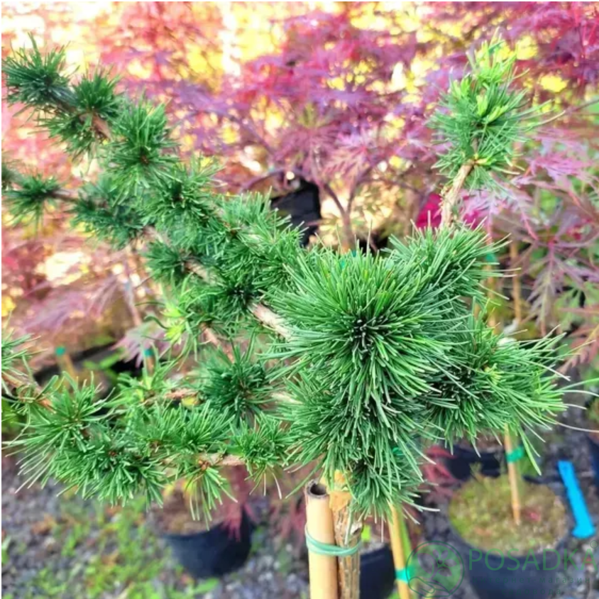 картинка Лиственница европейская Krejci (Крейчи) штамб 40 см 