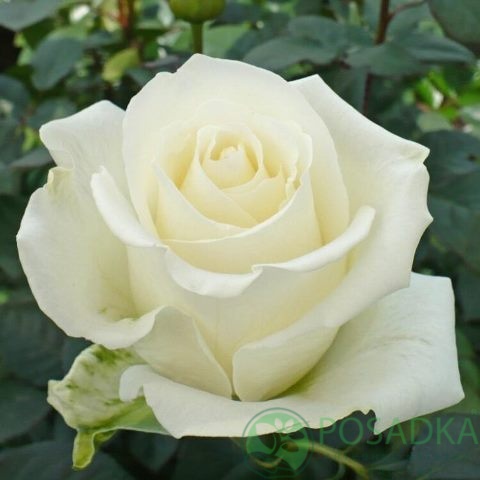 картинка Роза чайно-гибридная Мемори 