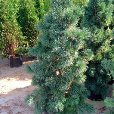картинка Сосна мягкая (pinus flexilis) 