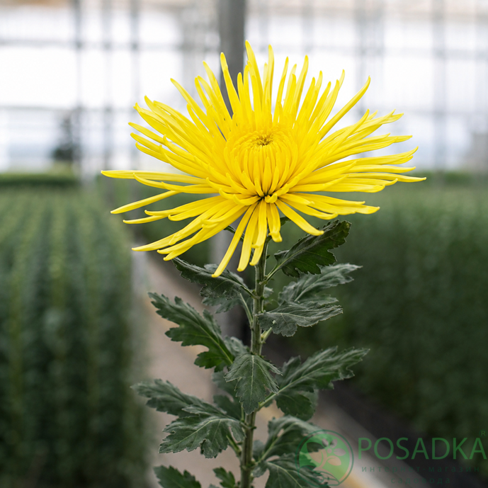 картинка Хризантема крупноцветковая Spiro Yellow 