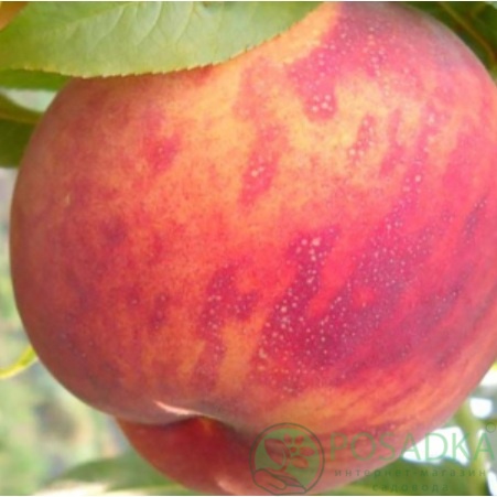 картинка Персик Виргил Т4 