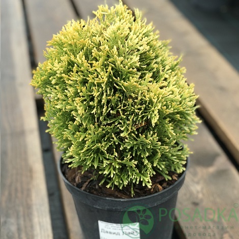 картинка Туя западная Давид 